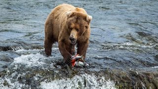 Brown bears feed at Brooks Falls in Katmai National Park and Preserve [upl. by Cronin]