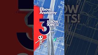 The 3 Bones Of The Elbow Joint Explained [upl. by Eerised]