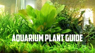 Aquarium Plant Guide Echinodorus Ozelot small [upl. by Anirtal]