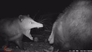 Creepy Abandoned Shed at Night  Part 1 Possums Fighting Wildlife [upl. by Benjy]