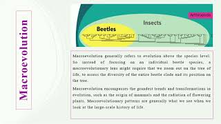 Microevolution VS Macroevolution [upl. by Iztim]