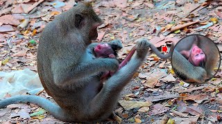 Unexpected things Monkey Julina is tired of breastfeeding  Real Angkor Monkey [upl. by Enyaht693]