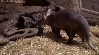 Philadelphia Zoo Aardvark Walking Around and Checking Everything [upl. by Villada313]