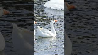 Snow Goose Sounds Video Bird Songs Eastern North AmericaWild Canadian Geese Nature Sound Effects [upl. by Nereids]