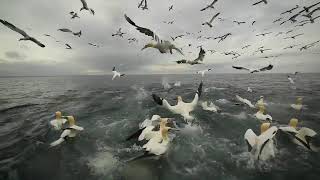 Diving gannets on our birding and photography tour [upl. by Roselyn]