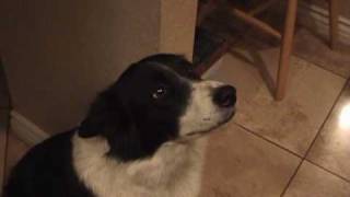 My talking border collie  learning to say quothelloquot [upl. by Ynatsyd]