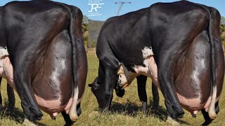 World Highest Milking 127Kg Milk Girlando Cow Vs Jersey Cow Breed 70Kg Milk [upl. by Daus]