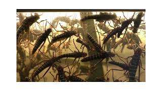 Locust Swarm with Sound [upl. by Annij954]