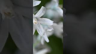 【プスキニア 氷の妖精】shorts 春の花 球根植物 flowers 春の庭 癒し お花のある生活 庭の花 garden お花のある暮らし ガーデン プシュキニア 青い花 [upl. by Akimit690]