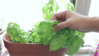 Growing basil at home with an easy self watering planter with Santino Latina  low maintenance [upl. by Town231]