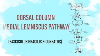 Posterior column Tract  Dorsal column medial lemniscus pathway  Fasciculus Gracilis and Cuneatus [upl. by Lynde]