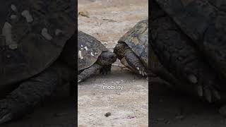 The Love Ritual of Turtles Why Do They Stick Together When Mating [upl. by Yhtir]