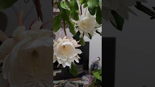 Amazing indoor Bramah Kamal flowertrending garden gardening [upl. by Llerrit]