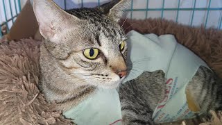 Cat Mandy Recovery after exploratory laparotomy surgery  CATSLIFEPH [upl. by Dorran]