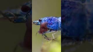 Planaria eating shrimp alive [upl. by Oballa]