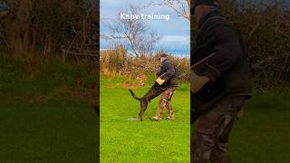 Knpv training Kybo at 1 year amtrainingkennels knpv [upl. by Eeruhs833]