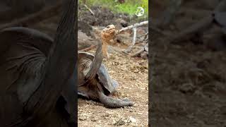 Tailormade Galapagos Tours Unforgettable experience travel galapagos nature wildlife [upl. by Martynne367]