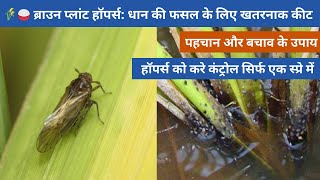 धान को बचाएं ब्राउन प्लांट हॉपर से निपटने के असरदार तरीके How to control brown plant hopper [upl. by Auburn]