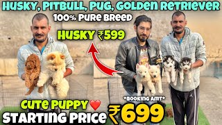 Cheapest Dogs Market In Delhi NCR  Husky German Shepherd Pitbull  Dog in 699Rs Rajender Pets [upl. by Inor570]