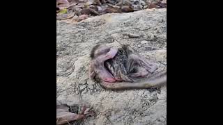 2 Do Bandar Ki Ladai 2 baby monkey Angry 😡 [upl. by Mycah]