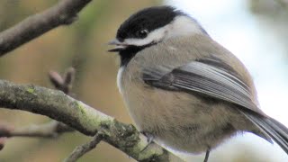 Chickadee Singing cheeseburgerhey sweetie Call [upl. by Carisa]