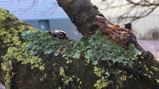 Wild cherry tree  Gummosis oozing of sap  November 2018 [upl. by Anella]