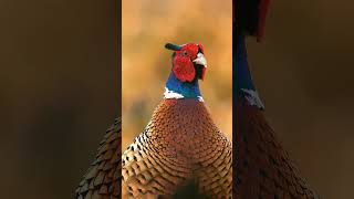 Bird Sounds  Common Pheasants Explosive Call shorts [upl. by Assyle]