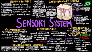 Sensory System  Animal Physiology 17  Biology  PP Notes  Campbell 8E Ch 50 [upl. by Siblee]