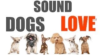 10 Sounds Dogs Love To Hear The Most  Sound Dogs Love All Time  HQ [upl. by Moon]