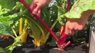 How to Harvest Swiss Chard [upl. by Messere]