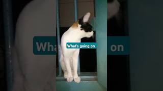 What does she do🙄 cat funny music shorts [upl. by Bonnee]