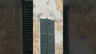 PILEATED WOODPECKER PECKING ON WINDOW animals woodpecker picchio song italy milan [upl. by Obau]