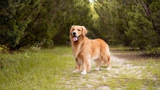 Can Golden Retrievers Herd Is it Suitable for Them [upl. by Aynos]