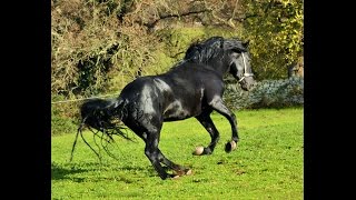 CAVALLO MURGESE Italian Stallion Murgese Horse  Enea di Marinosci [upl. by Dyann]