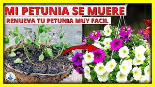 REVIVE Y RENUEVA TU PLANTA DE PETUNIA para una FLORACION INCREIBLE  Gio de la Rosa [upl. by Yrogreg]