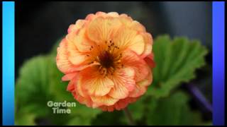 Plant Pick  Geum Mai Tai [upl. by Hu15]