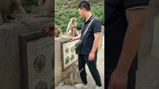 Feeding baby macaques in hot summer [upl. by Roht251]