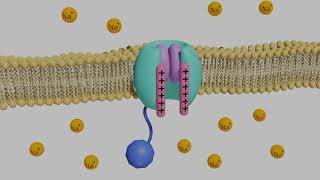 VoltageGated Sodium Channels in Neurons [upl. by Leandra515]