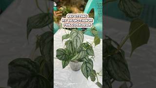 Repotting Time naturallife plants houseplants repotting repottingandreplanting gardening [upl. by Mor]