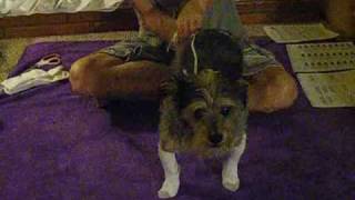 How to put homemade elastic sock suspenders on your dog [upl. by Oshinski]