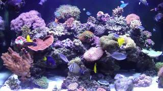 250 gallon REEF SYSTEM Chapter 1 Reef Tank [upl. by Hendren]