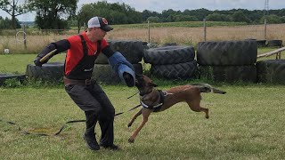 Owczarek belgijski Malinois Luna obrona przewodnika 29 lipca 2023 [upl. by Savil]