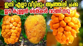 ആഞ്ഞിലി ചക്കയുടെ ഈ തൈ നടൂAnjili ChakkaAnjili PazhamWild JackfruitArtocarpus hirsutusJunglefruit [upl. by Boonie]