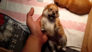 2 weeks old pomeranian puppies [upl. by Constancy]