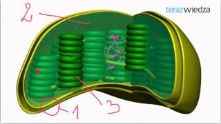 Cytologia  przykład 3 Chloroplasty [upl. by Mairb]