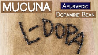 Mucuna Pruriens The Ayurvedic Dopamine Bean [upl. by Ewan380]