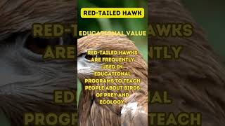 A Day in the Life of a RedTailed Hawk [upl. by Edieh]