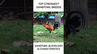 Top Gamefowl of the year 2024 short gamefowl rooster [upl. by Ewer]