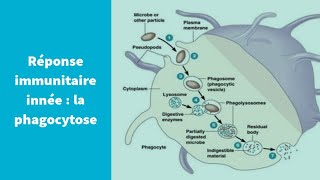 La réponse immunitaire innée  la phagocytose  Première Spécialité SVT [upl. by Rramed151]