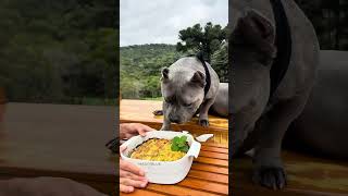 Torta de Maçã pra Cachorro e pra Humanos 🐾💙 americanbullybrasil [upl. by Alvira]